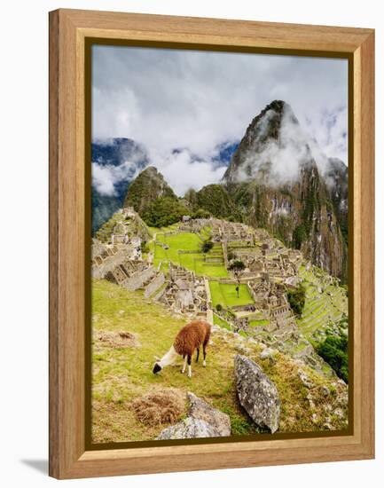 Llama in Machu Picchu, UNESCO World Heritage Site, Cusco Region, Peru, South America-Karol Kozlowski-Framed Premier Image Canvas