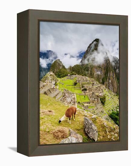 Llama in Machu Picchu, UNESCO World Heritage Site, Cusco Region, Peru, South America-Karol Kozlowski-Framed Premier Image Canvas