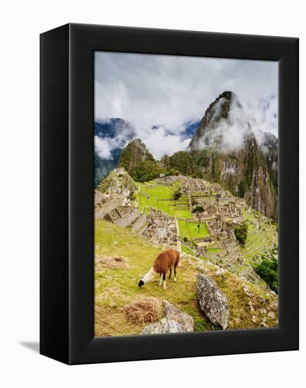 Llama in Machu Picchu, UNESCO World Heritage Site, Cusco Region, Peru, South America-Karol Kozlowski-Framed Premier Image Canvas