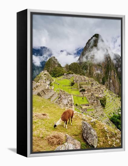 Llama in Machu Picchu, UNESCO World Heritage Site, Cusco Region, Peru, South America-Karol Kozlowski-Framed Premier Image Canvas