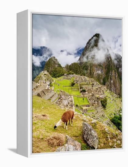 Llama in Machu Picchu, UNESCO World Heritage Site, Cusco Region, Peru, South America-Karol Kozlowski-Framed Premier Image Canvas