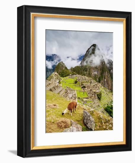 Llama in Machu Picchu, UNESCO World Heritage Site, Cusco Region, Peru, South America-Karol Kozlowski-Framed Photographic Print