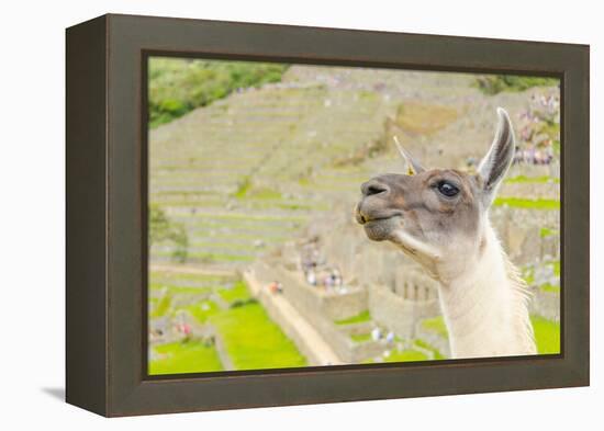 Llama in Machu Picchu-Elzbieta Sekowska-Framed Premier Image Canvas