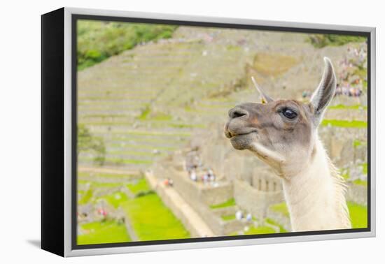 Llama in Machu Picchu-Elzbieta Sekowska-Framed Premier Image Canvas