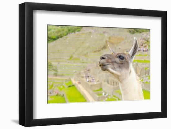 Llama in Machu Picchu-Elzbieta Sekowska-Framed Photographic Print