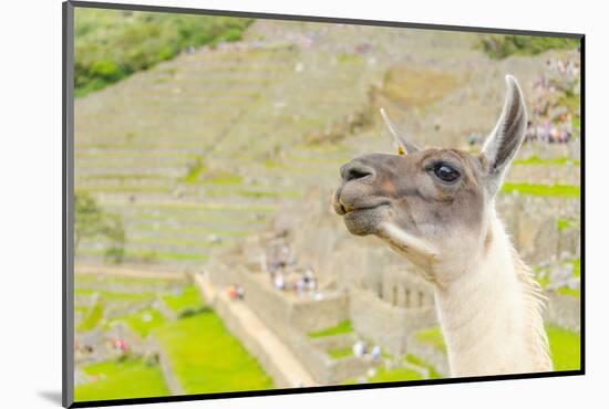 Llama in Machu Picchu-Elzbieta Sekowska-Mounted Photographic Print