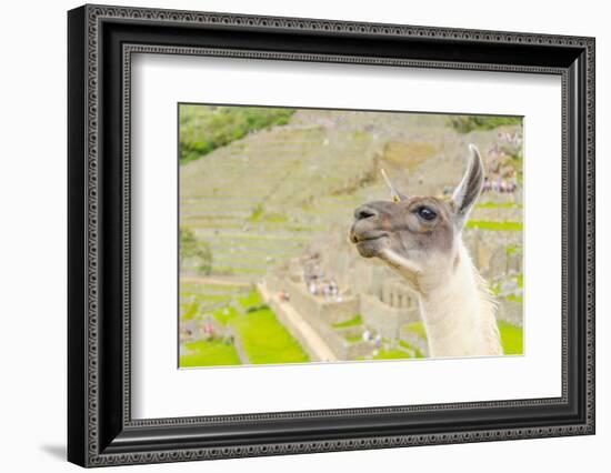 Llama in Machu Picchu-Elzbieta Sekowska-Framed Photographic Print