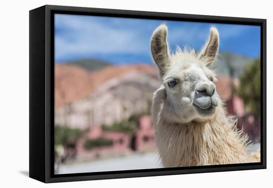 Llama in Purmamarca, Jujuy, Argentina.-Anibal Trejo-Framed Premier Image Canvas