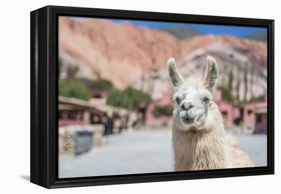 Llama in Purmamarca, Jujuy, Argentina.-Anibal Trejo-Framed Premier Image Canvas