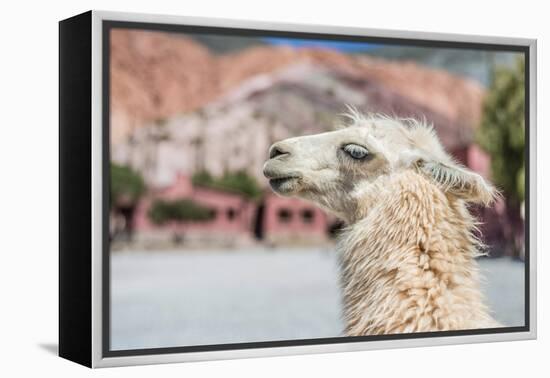 Llama in Purmamarca, Jujuy, Argentina.-Anibal Trejo-Framed Premier Image Canvas