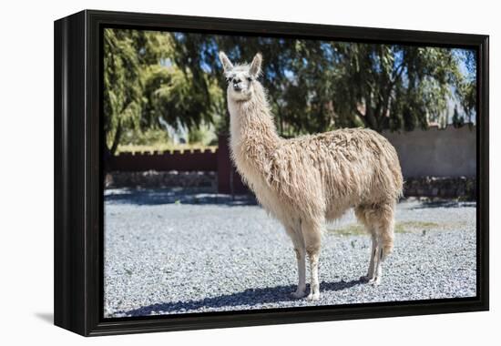 Llama in Purmamarca, Jujuy, Argentina.-Anibal Trejo-Framed Premier Image Canvas