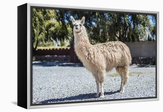 Llama in Purmamarca, Jujuy, Argentina.-Anibal Trejo-Framed Premier Image Canvas