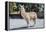 Llama in Purmamarca, Jujuy, Argentina.-Anibal Trejo-Framed Premier Image Canvas