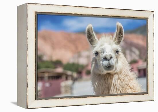 Llama in Purmamarca, Jujuy, Argentina.-Anibal Trejo-Framed Premier Image Canvas