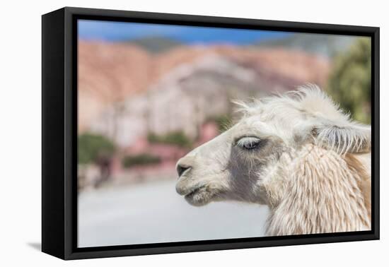 Llama in Purmamarca, Jujuy, Argentina.-Anibal Trejo-Framed Premier Image Canvas