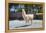 Llama in Purmamarca, Jujuy, Argentina.-Anibal Trejo-Framed Premier Image Canvas