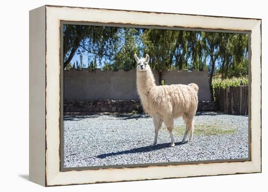 Llama in Purmamarca, Jujuy, Argentina.-Anibal Trejo-Framed Premier Image Canvas