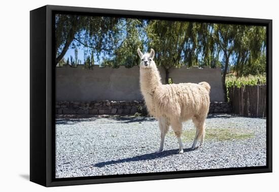 Llama in Purmamarca, Jujuy, Argentina.-Anibal Trejo-Framed Premier Image Canvas