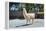 Llama in Purmamarca, Jujuy, Argentina.-Anibal Trejo-Framed Premier Image Canvas