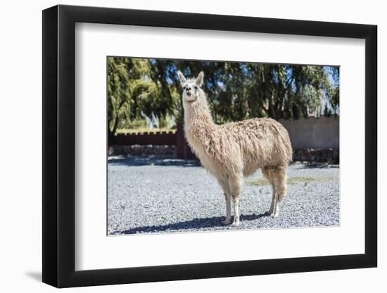 Llama in Purmamarca, Jujuy, Argentina.-Anibal Trejo-Framed Photographic Print