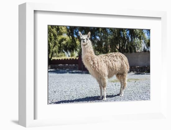 Llama in Purmamarca, Jujuy, Argentina.-Anibal Trejo-Framed Photographic Print