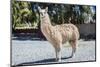 Llama in Purmamarca, Jujuy, Argentina.-Anibal Trejo-Mounted Photographic Print