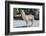 Llama in Purmamarca, Jujuy, Argentina.-Anibal Trejo-Framed Photographic Print