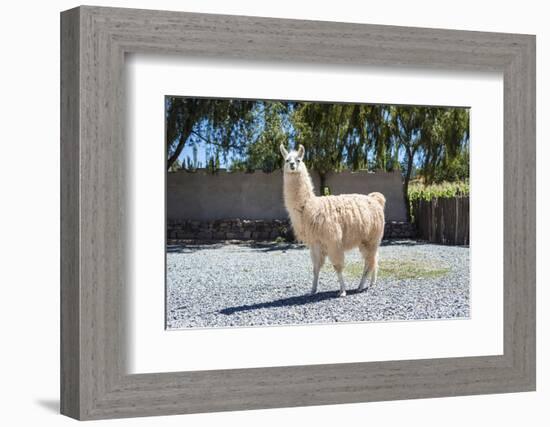 Llama in Purmamarca, Jujuy, Argentina.-Anibal Trejo-Framed Photographic Print