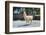 Llama in Purmamarca, Jujuy, Argentina.-Anibal Trejo-Framed Photographic Print