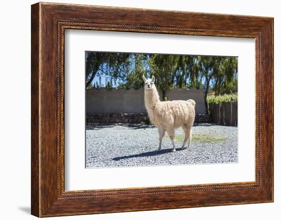 Llama in Purmamarca, Jujuy, Argentina.-Anibal Trejo-Framed Photographic Print