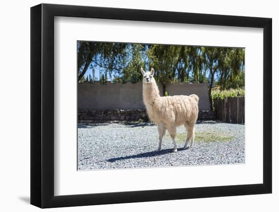 Llama in Purmamarca, Jujuy, Argentina.-Anibal Trejo-Framed Photographic Print