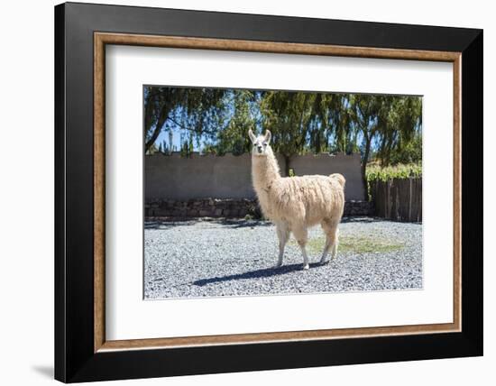 Llama in Purmamarca, Jujuy, Argentina.-Anibal Trejo-Framed Photographic Print