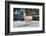 Llama in Purmamarca, Jujuy, Argentina.-Anibal Trejo-Framed Photographic Print