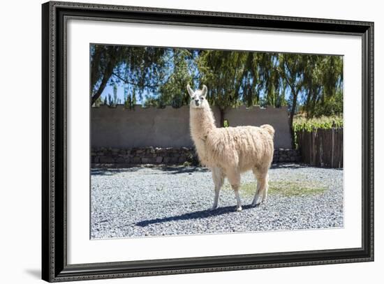 Llama in Purmamarca, Jujuy, Argentina.-Anibal Trejo-Framed Photographic Print