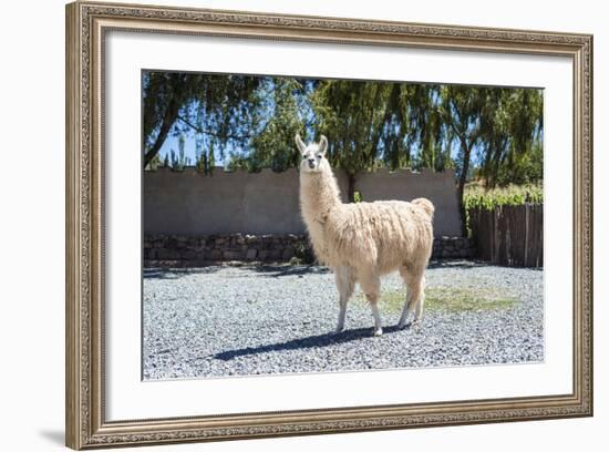 Llama in Purmamarca, Jujuy, Argentina.-Anibal Trejo-Framed Photographic Print