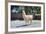 Llama in Purmamarca, Jujuy, Argentina.-Anibal Trejo-Framed Photographic Print