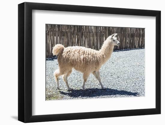 Llama in Purmamarca, Jujuy, Argentina.-Anibal Trejo-Framed Photographic Print