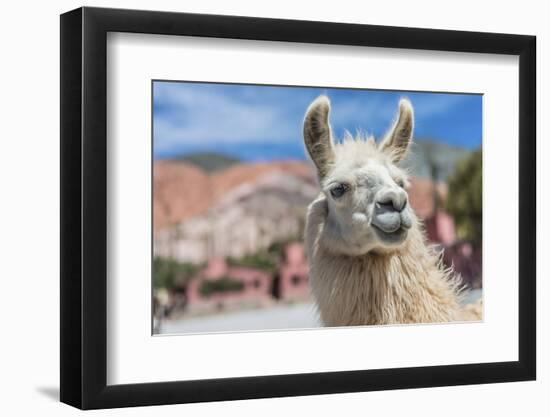 Llama in Purmamarca, Jujuy, Argentina.-Anibal Trejo-Framed Photographic Print