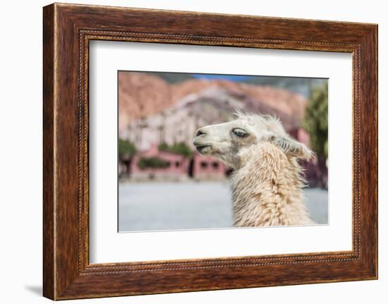 Llama in Purmamarca, Jujuy, Argentina.-Anibal Trejo-Framed Photographic Print