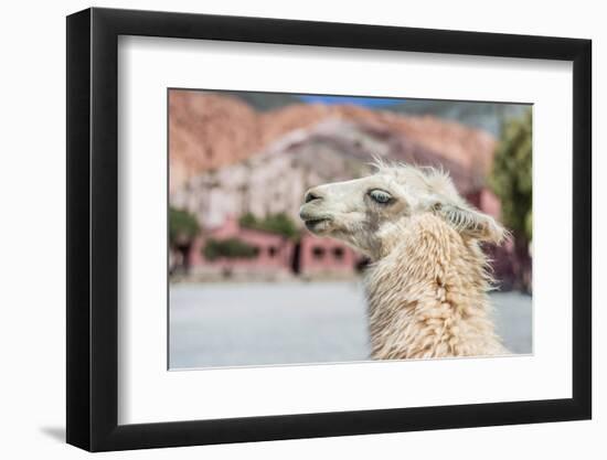 Llama in Purmamarca, Jujuy, Argentina.-Anibal Trejo-Framed Photographic Print