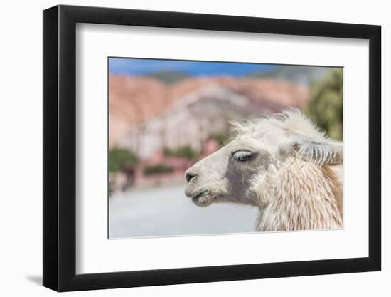 Llama in Purmamarca, Jujuy, Argentina.-Anibal Trejo-Framed Photographic Print