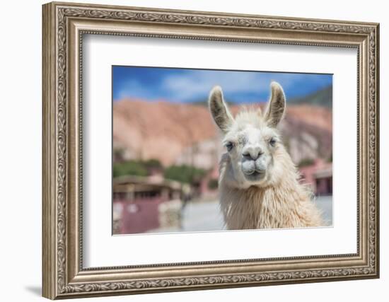 Llama in Purmamarca, Jujuy, Argentina.-Anibal Trejo-Framed Photographic Print