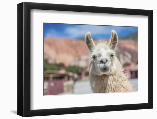 Llama in Purmamarca, Jujuy, Argentina.-Anibal Trejo-Framed Photographic Print