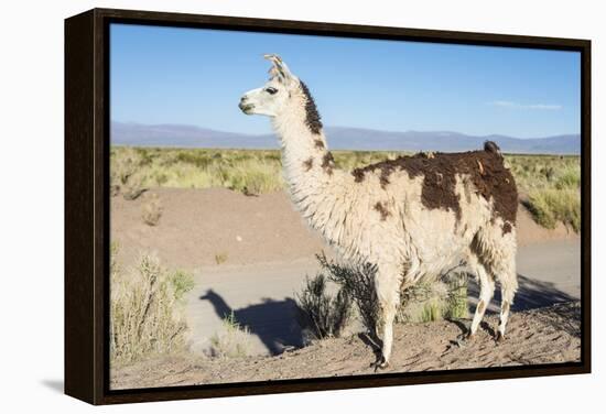 Llama in Salinas Grandes in Jujuy, Argentina.-Anibal Trejo-Framed Premier Image Canvas