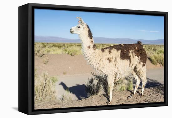 Llama in Salinas Grandes in Jujuy, Argentina.-Anibal Trejo-Framed Premier Image Canvas