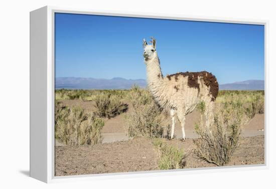 Llama in Salinas Grandes in Jujuy, Argentina.-Anibal Trejo-Framed Premier Image Canvas