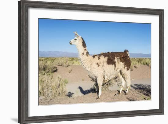 Llama in Salinas Grandes in Jujuy, Argentina.-Anibal Trejo-Framed Photographic Print