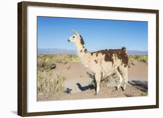 Llama in Salinas Grandes in Jujuy, Argentina.-Anibal Trejo-Framed Photographic Print