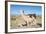 Llama in Salinas Grandes in Jujuy, Argentina.-Anibal Trejo-Framed Photographic Print