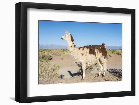 Llama in Salinas Grandes in Jujuy, Argentina.-Anibal Trejo-Framed Photographic Print